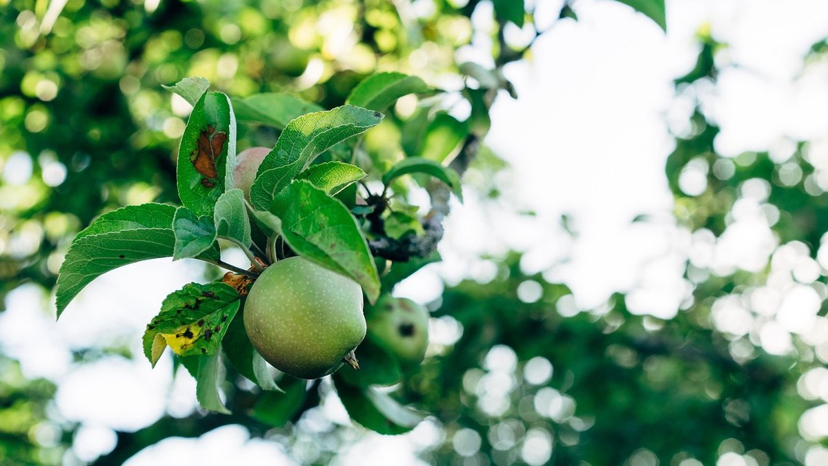 A Beginner's Guide to Planting a Bare-Root Fruit Tree