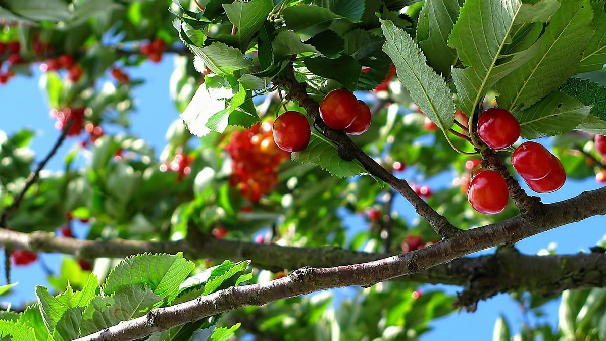 Choosing Fruit Trees for Clay Soil