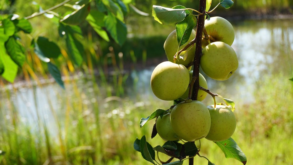 Choosing the Right Apple Tree for Your Garden