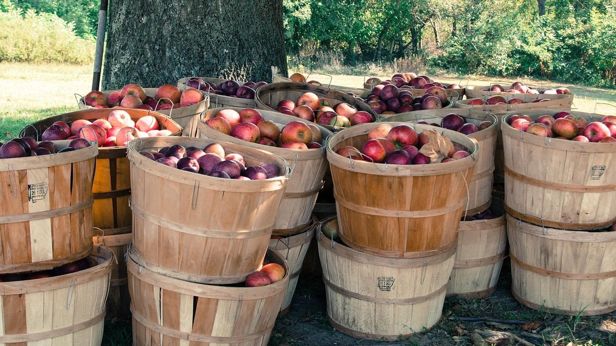 Encouraging Bees and Pollinators in Orchards