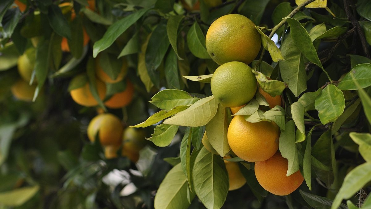 Growing Unusual Heritage Apple Varieties at Home