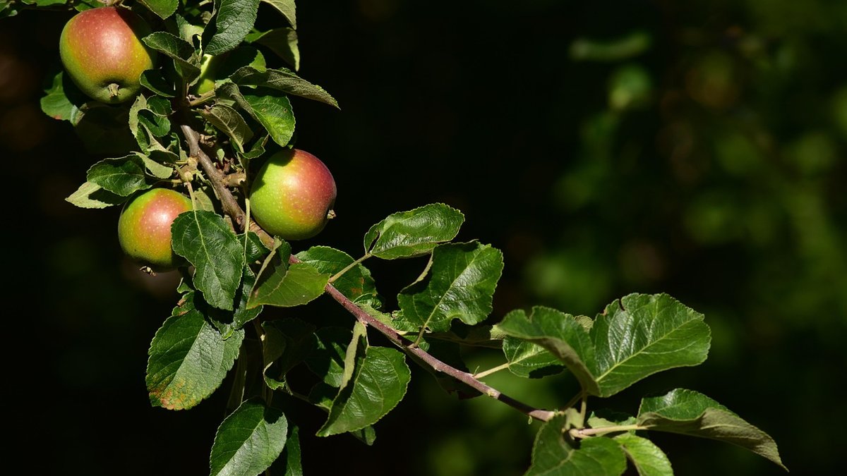 How to Prune Apple Trees for Better Fruit
