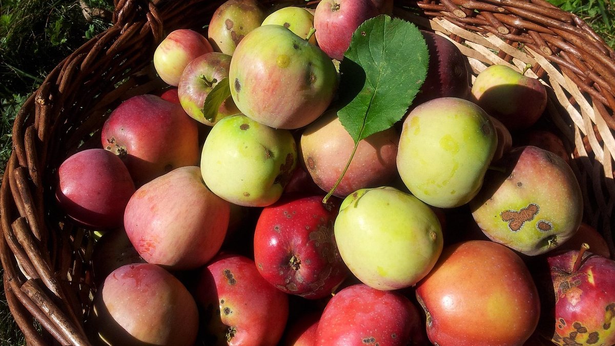 Natural Ways to Manage Orchard Pests