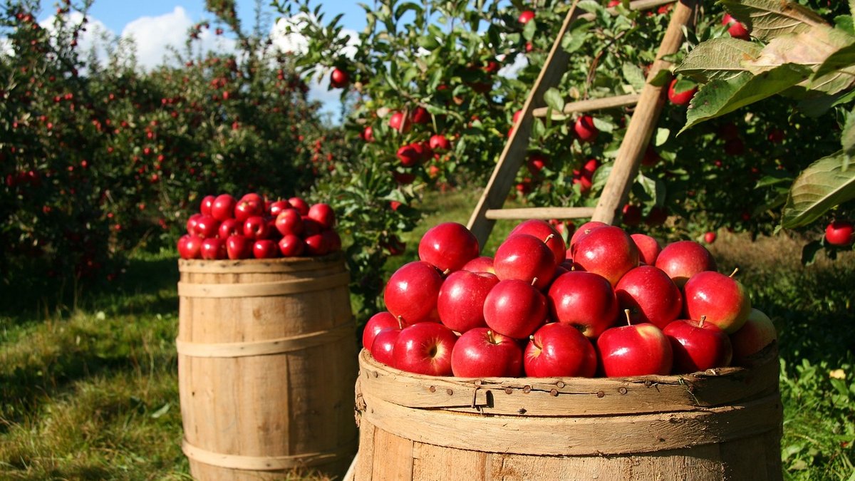 Recognising Mineral Deficiencies in Fruit Trees