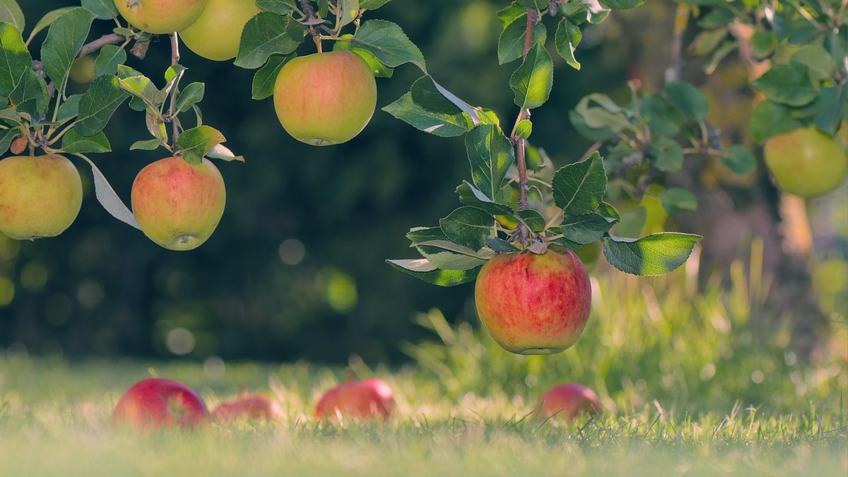 Simple Recipes for Preserving Orchard Fruit