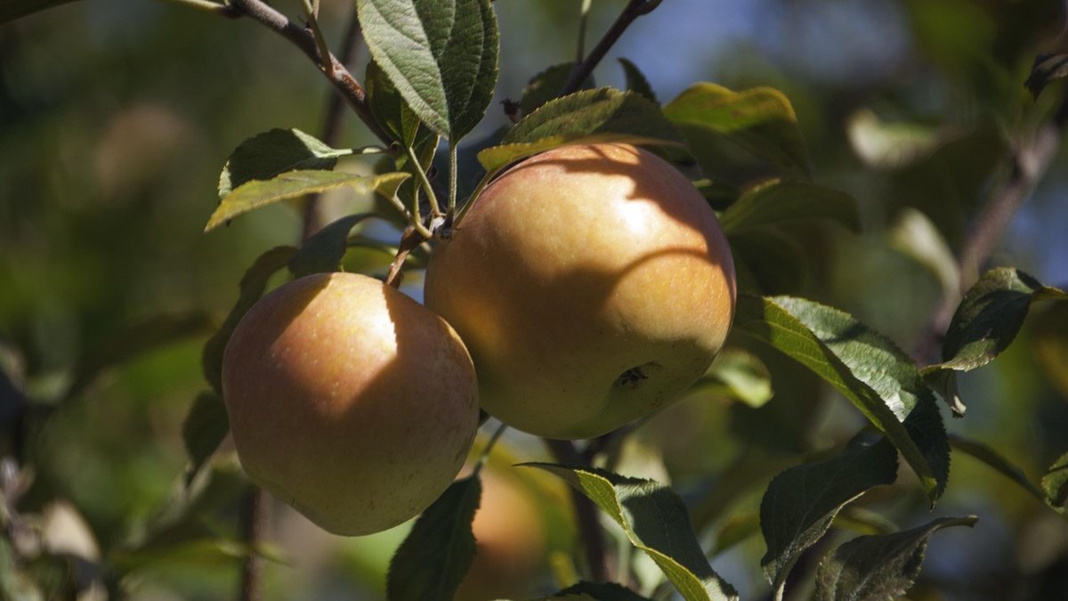 Spotting and Treating Common Apple Tree Diseases