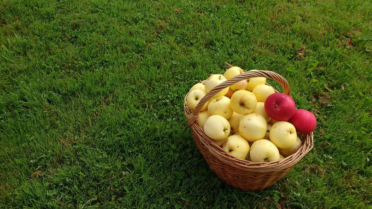 Storing Apples Through Winter Without a Fridge