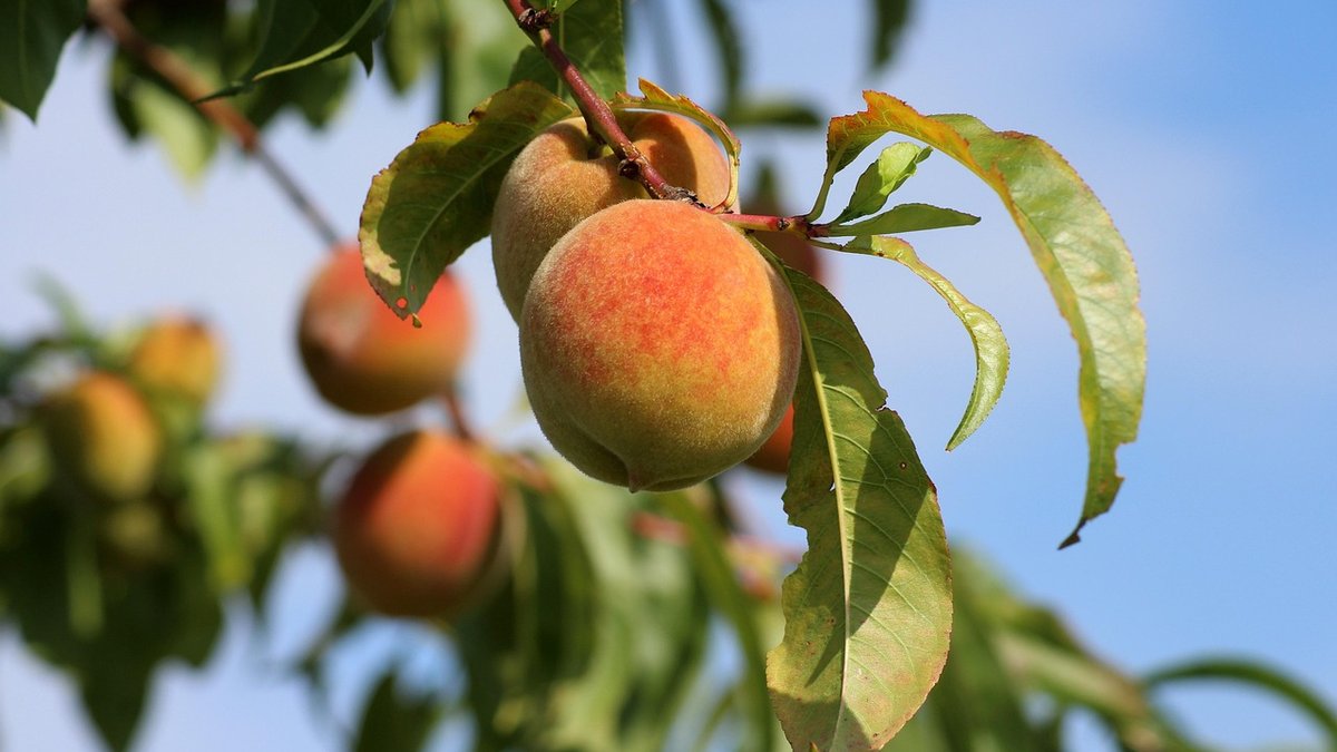 Summer Pruning Fruit Trees Explained Simply