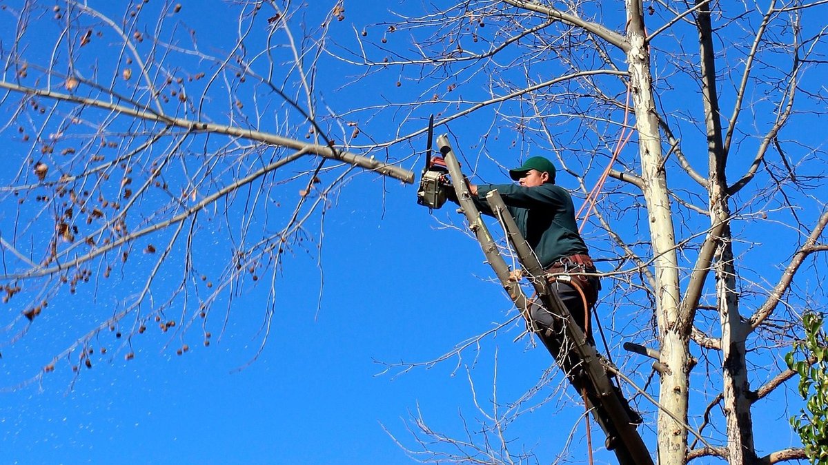 Understanding Apple Rootstocks for Small Gardens